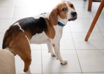 Quando os cães desconfiam de alguém, o que a ciência diz sobre esse comportamento?