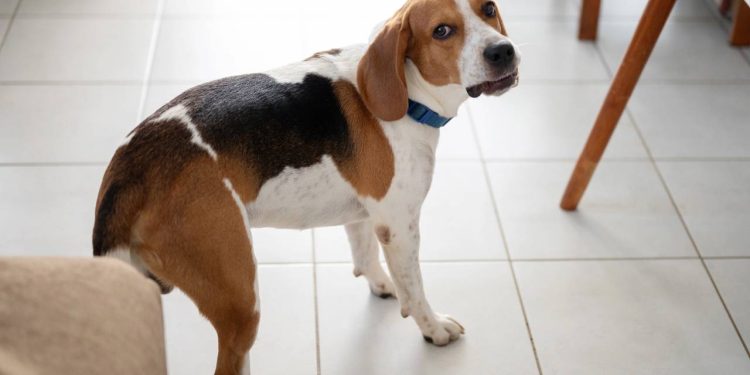 Quando os cães desconfiam de alguém, o que a ciência diz sobre esse comportamento?