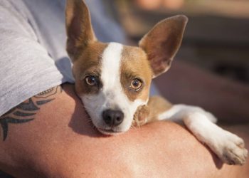 O que significa quando seu cachorro deita no seu colo?