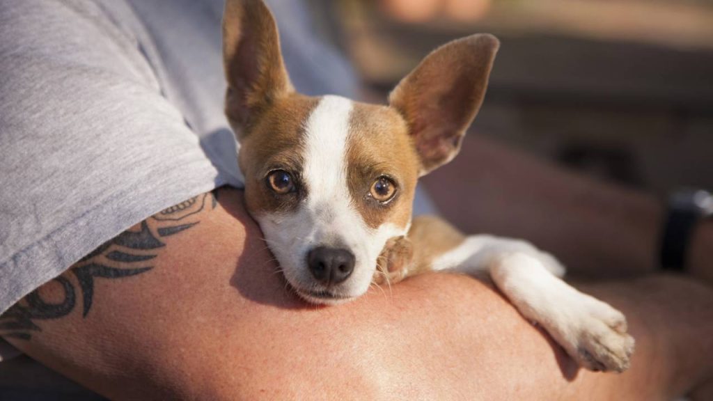 O que significa tratar seu cão como um bebê, de acordo com especialistas?