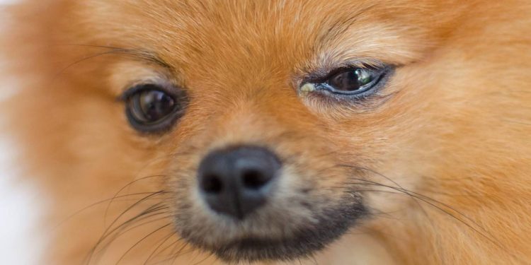 Seu cachorro está com remela? Veja o que isso pode revelar sobre a saúde dele