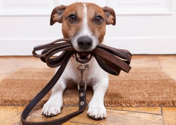 O verdadeiro motivo do passeio ser a parte mais importante do dia para seu cachorro