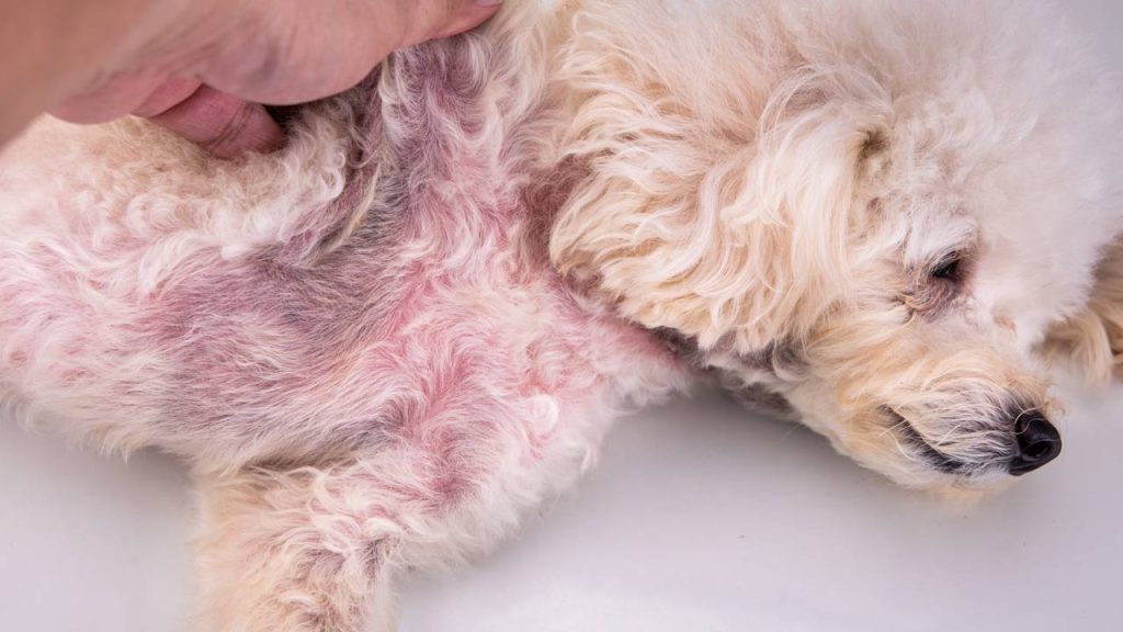 Nem todos os dias, nem todos os meses: quando devemos dar banho no cachorro no calor?