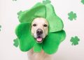 Mais que companhia: estas 5 raças de cães são consideradas verdadeiros amuletos de proteção