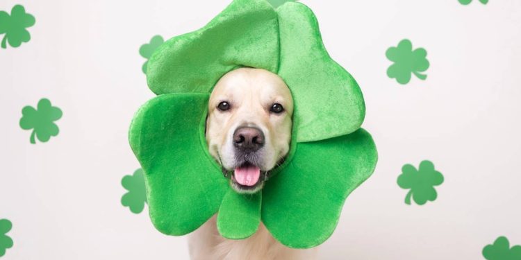 Mais que companhia: estas 5 raças de cães são consideradas verdadeiros amuletos de proteção