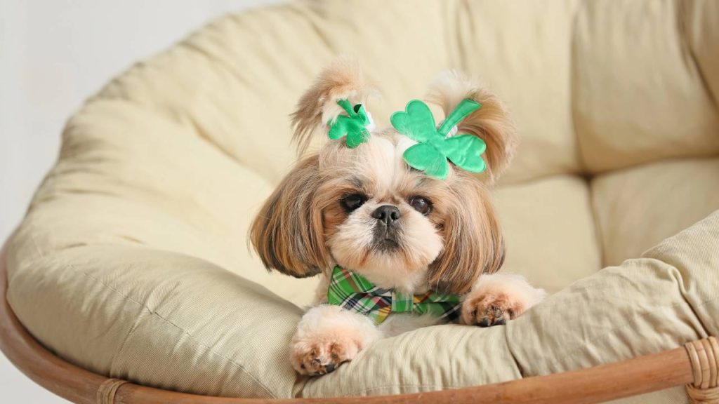 As 4 raças de cães mais calmas para casas e apartamentos pequenos