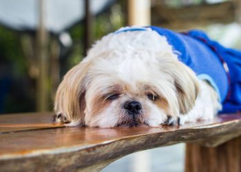 As 5 raças de cães perfeitas para quem quer tranquilidade em casa