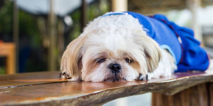 As 5 raças de cães perfeitas para quem quer tranquilidade em casa