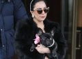5 raças de cachorro mais amadas pelas celebridades