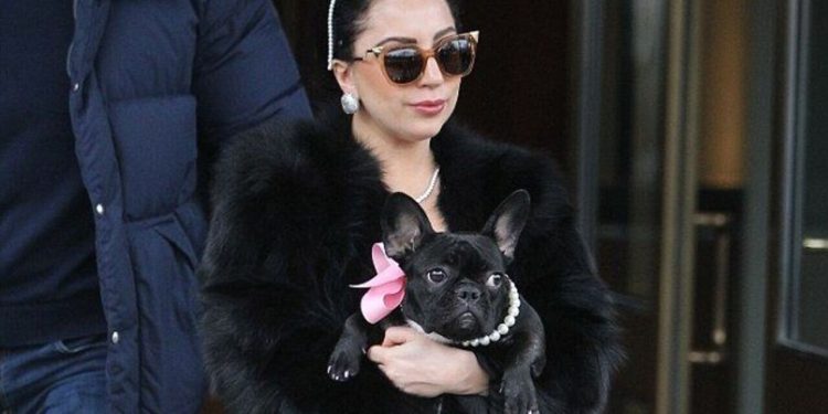 5 raças de cachorro mais amadas pelas celebridades