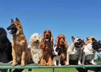 A ciência te explica: qual a raça de cachorro mais carinhosa do mundo?