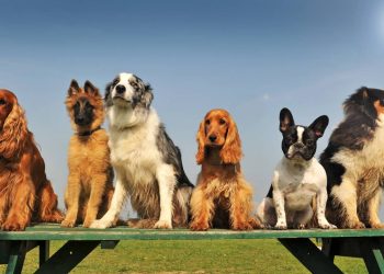 Quais são as 5 raças de cães que não são recomendadas ter como animal de estimação