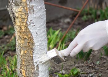 Por que jardineiros recomendam pintar os troncos das árvores de branco?