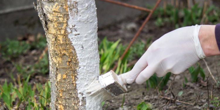Por que jardineiros recomendam pintar os troncos das árvores de branco?