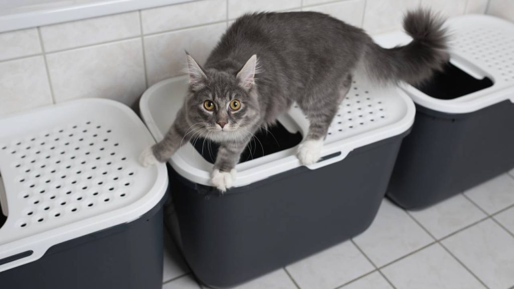 Como fazer gatos conviverem melhor: soluções práticas para evitar brigas em casa