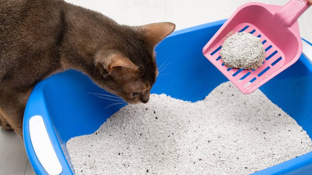 Estes são os 6 hábitos humanos que os gatos não suportam
