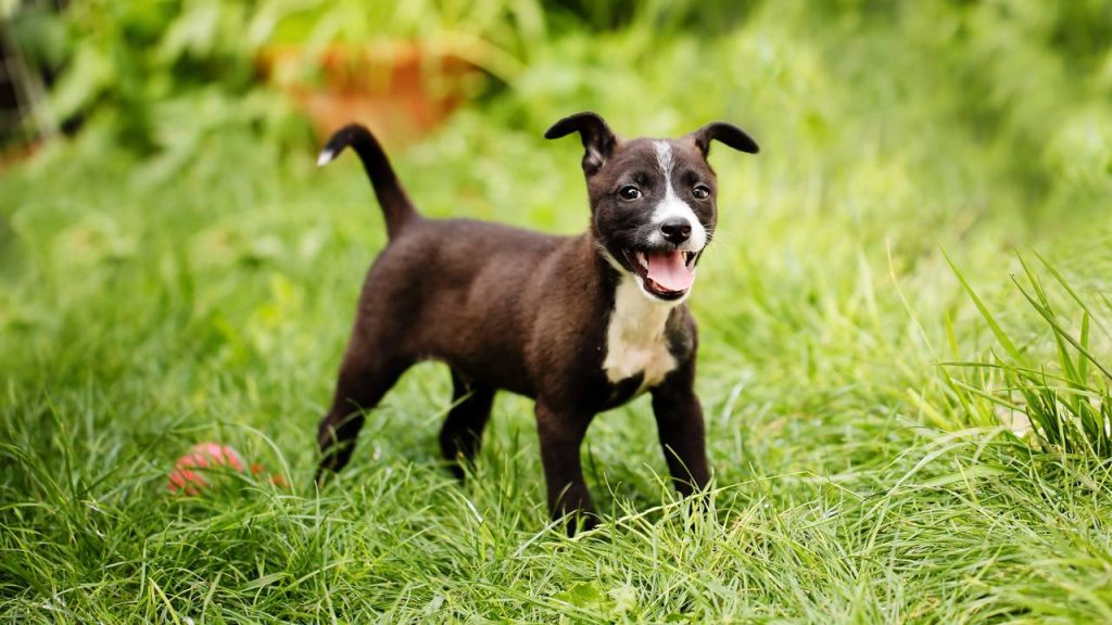 Linguagem canina