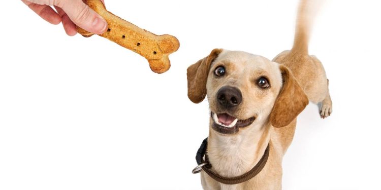 Abanar o rabo nem sempre significa felicidade: saiba como entender a linguagem canina