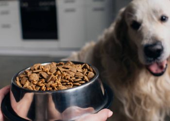 Qual é o horário ideal para alimentar seu cão, segundo veterinários?