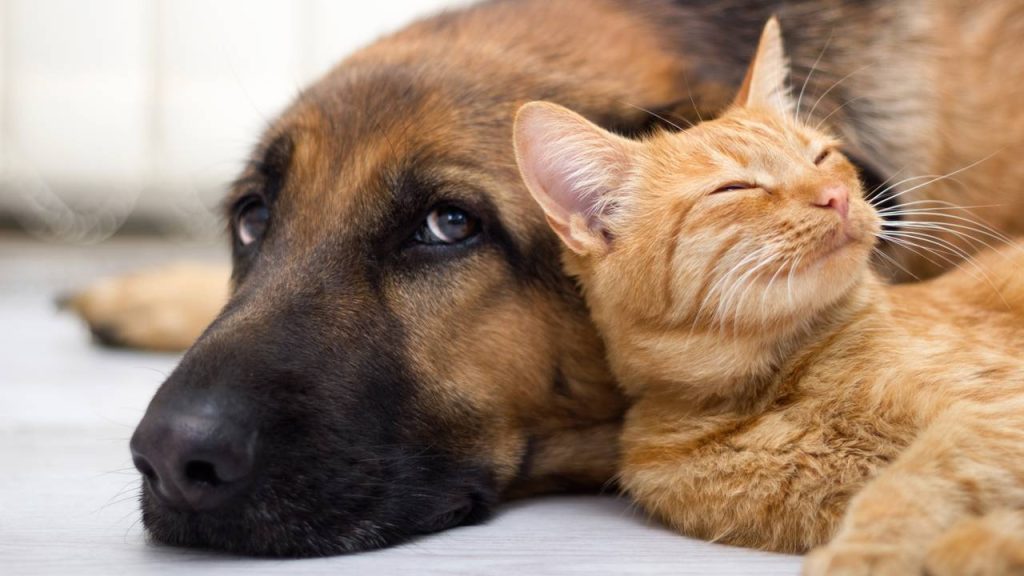 Cães e gatos podem ser amigos? Veja as raças mais sociáveis e dicas de convivência
