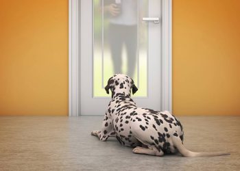 O que significa quando seu cachorro espera por você na porta de casa?