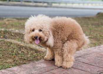 Por que seu cão olha para você enquanto faz suas necessidades?