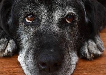 Longevidade canina: quais raças vivem mais tempo?