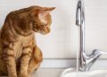 A verdadeira razão pela qual os gatos têm aversão à água e como isso afeta seu bem-estar