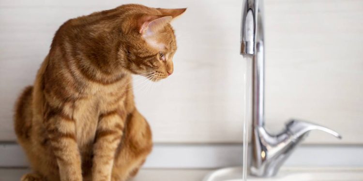 A verdadeira razão pela qual os gatos têm aversão à água e como isso afeta seu bem-estar