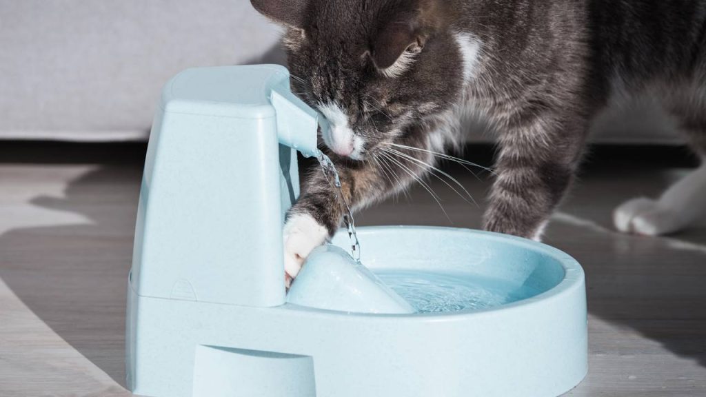 A verdadeira razão pela qual os gatos têm aversão à água e como isso afeta seu bem-estar