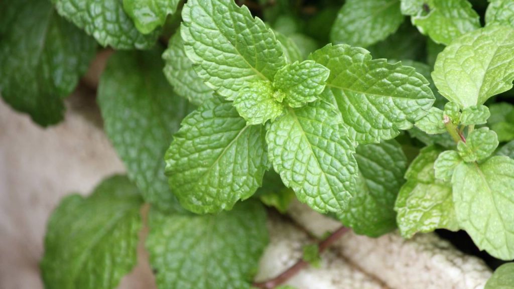 A planta perfeita para aliviar enxaquecas e melhorar sua digestão no conforto de casa