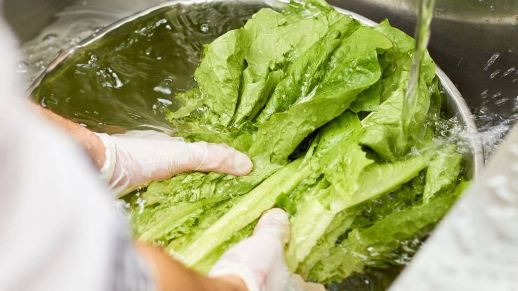 Como lavar e guardar alface do jeito certo para manter as folhas frescas por mais tempo