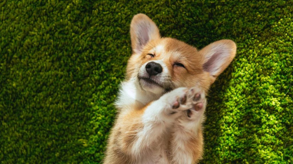 Cães que atraem sorte: você tem uma dessas cinco raças?