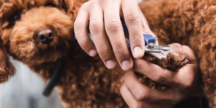 Como cortar as unhas do pet em casa com segurança