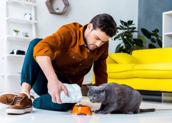 Quantas vezes ao dia você deve alimentar o seu gato, segundo especialistas?