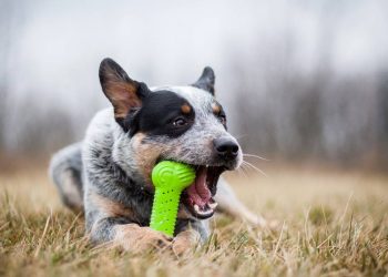 A importância dos brinquedos barulhentos para o bem-estar físico e mental dos cães