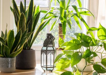 As 5 plantas ideais para iniciantes que purificam e embelezam a casa