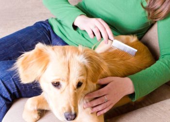 Evite pelos pela casa com essas dicas de escovação para seu cachorro