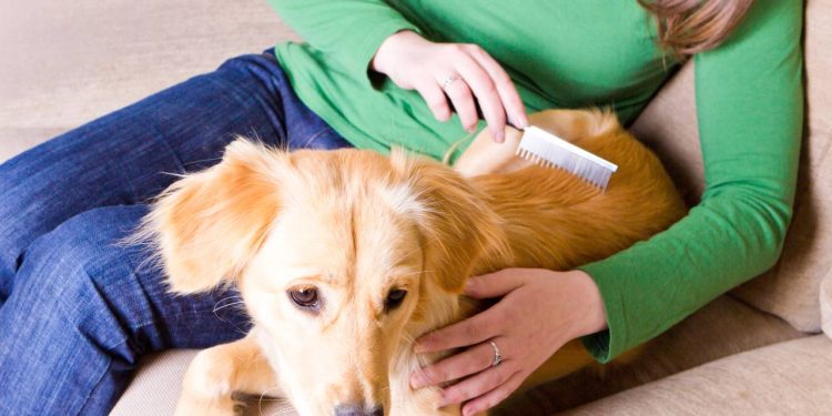 Evite pelos pela casa com essas dicas de escovação para seu cachorro