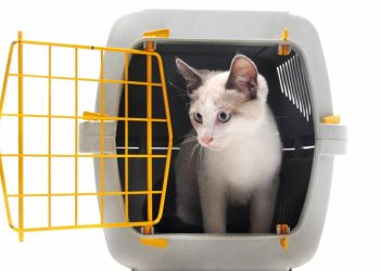Como manter a gaiola do seu animal de estimação livre de maus odores