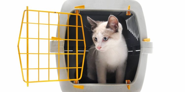 Como manter a gaiola do seu animal de estimação livre de maus odores