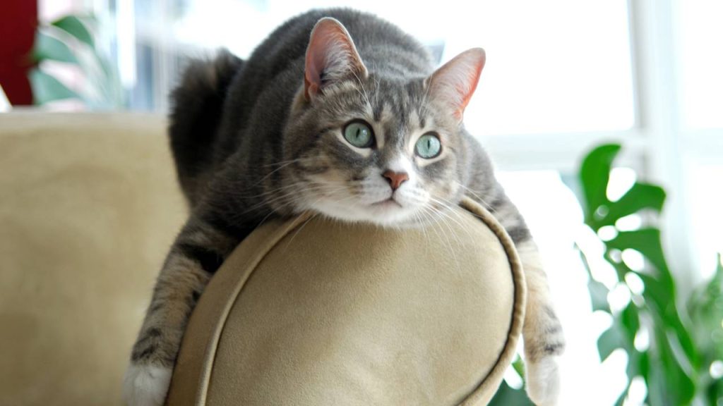 Gato