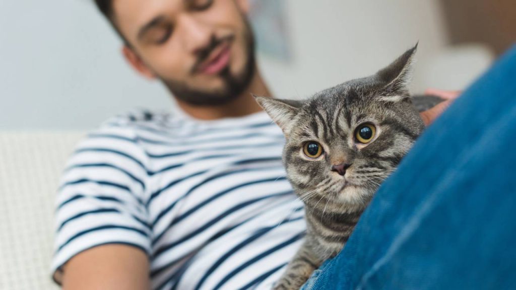 Gato