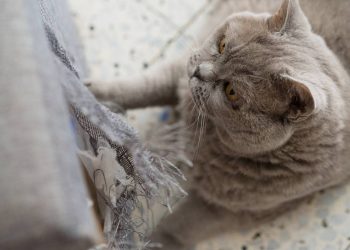 Como proteger os móveis dos arranhões de gatos?