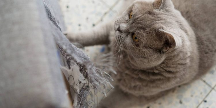 Como proteger os móveis dos arranhões de gatos?
