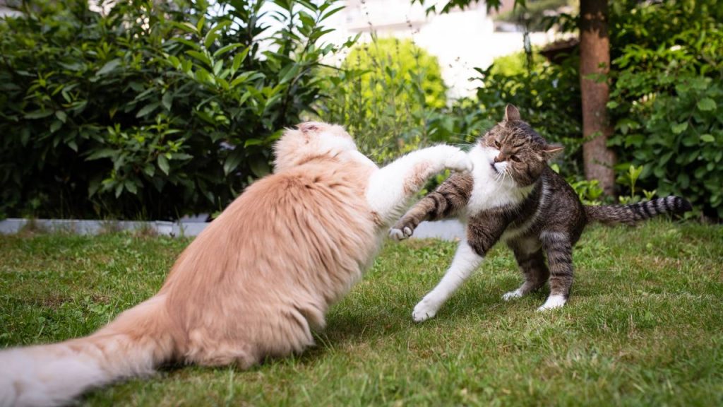 Como fazer gatos conviverem melhor: soluções práticas para evitar brigas em casa