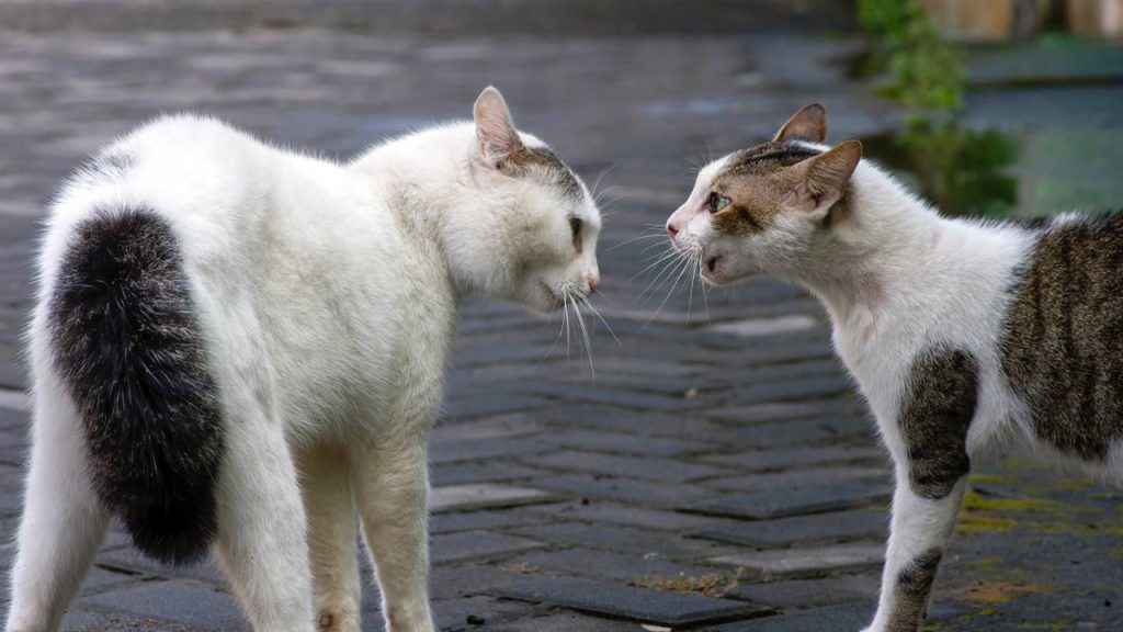 Quanto tempo depois da castração o gato costuma ficar mais calmo?