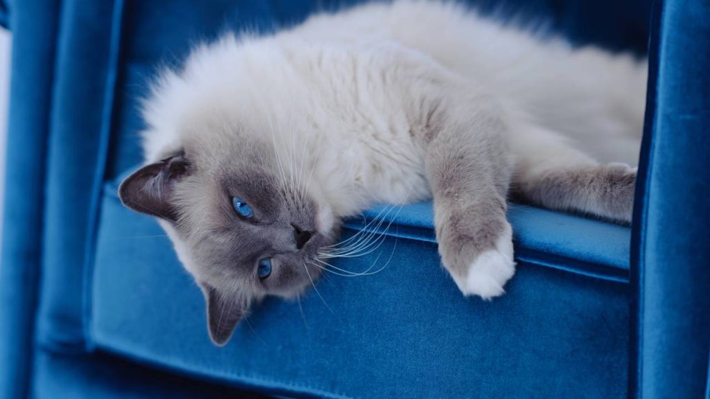 O que significa quando seu gato senta no seu lugar de propósito?