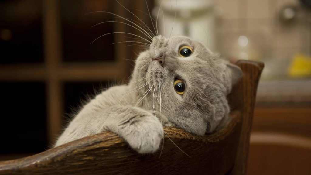 O que significa quando seu gato senta no seu lugar de propósito?