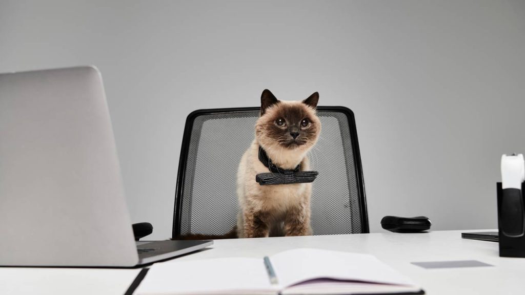 O que significa quando seu gato senta no seu lugar de propósito?